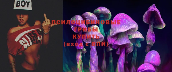 стаф Касимов